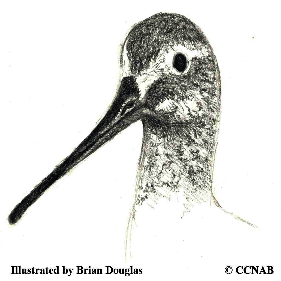 Greater Yellowlegs, picture of yellowlegs