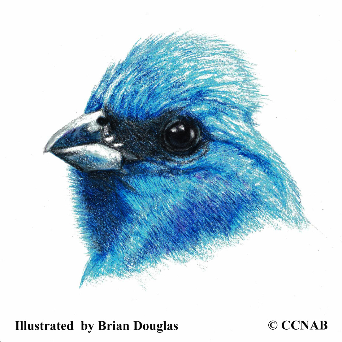 Indigo Bunting, picture of buntings