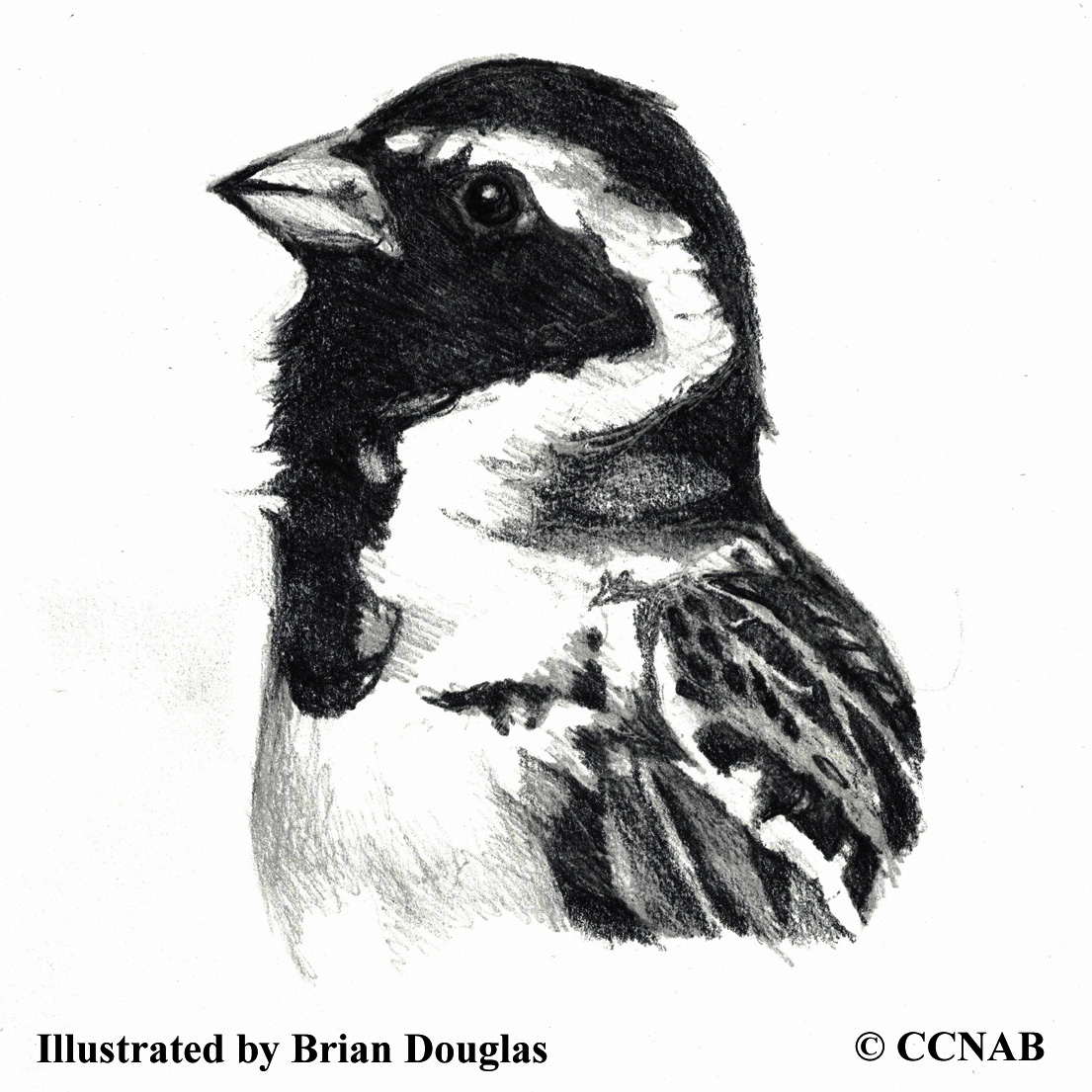 Lapland Longspur, longspurs