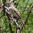 Mexican Flycatchers