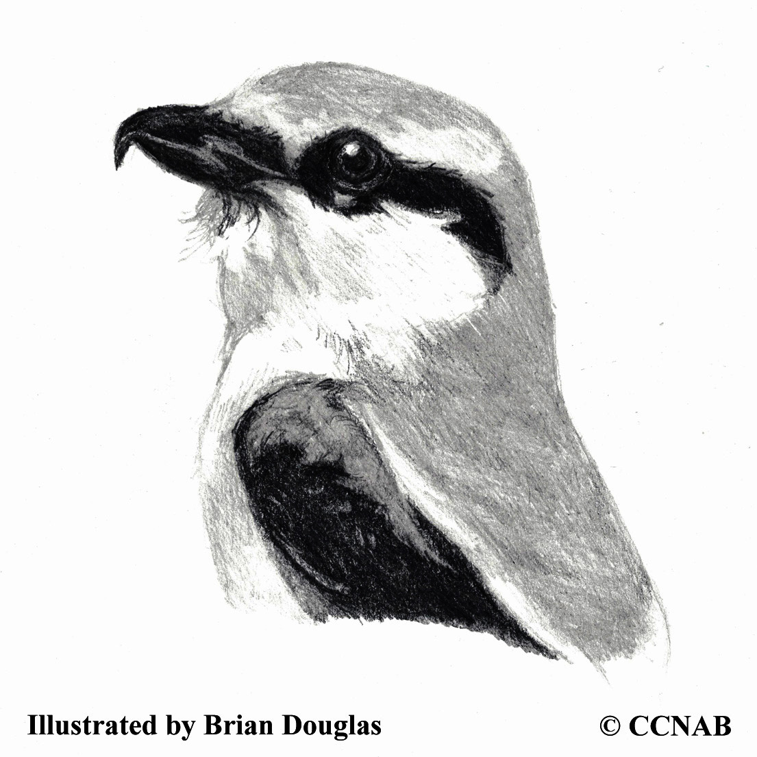 Northern Shrike, shrikes