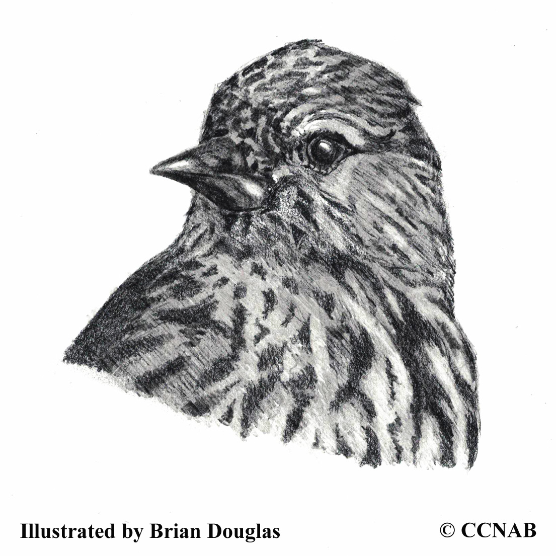 Pine Siskin, picture of siskins