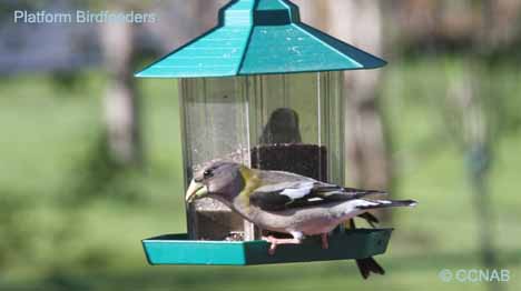 Platform Birdfeeders