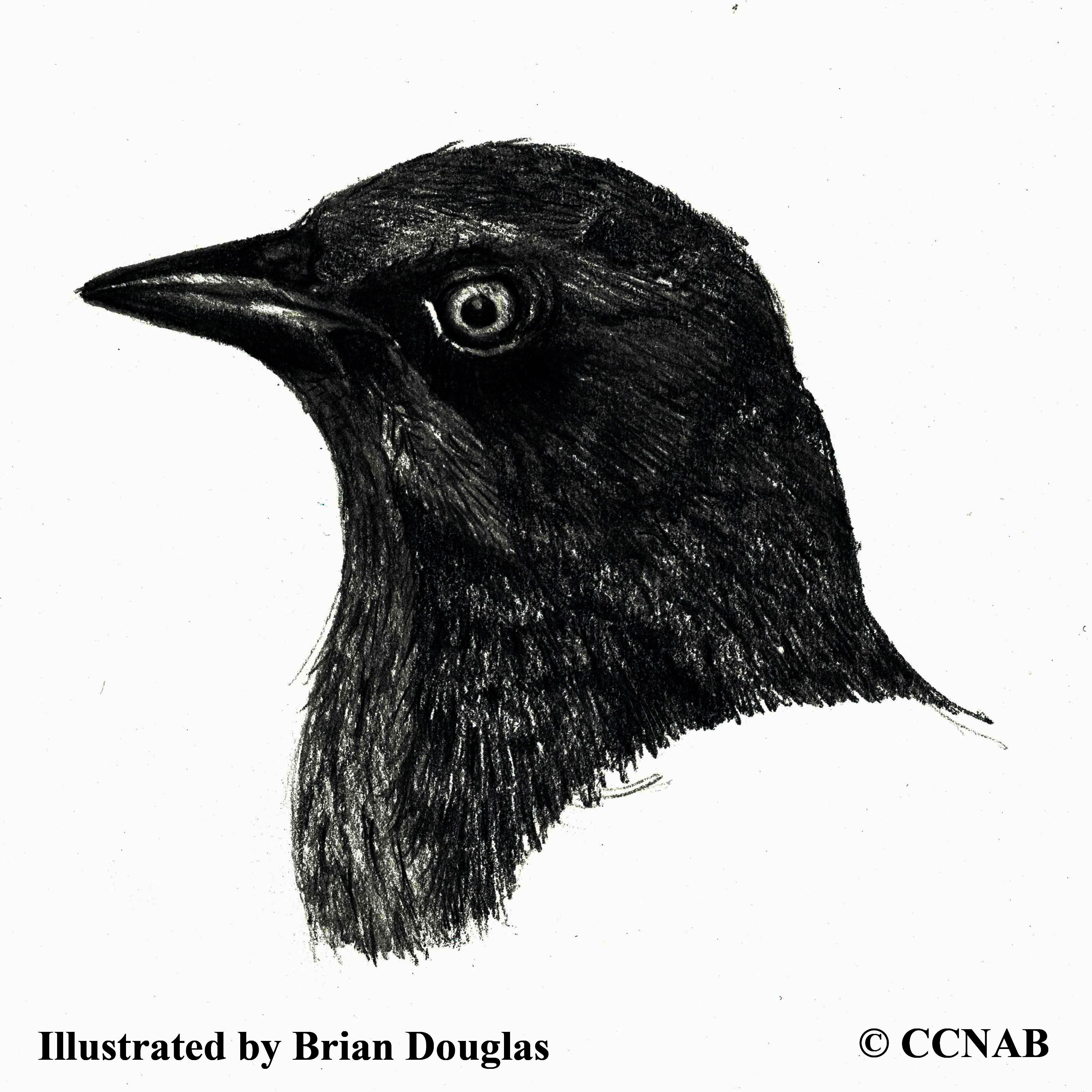Rusty Blackbird, blackbirds