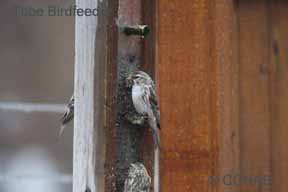 Tube Birdfeeder Birdfeeders