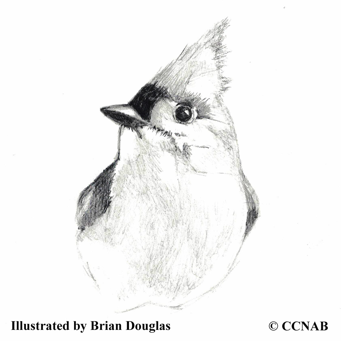 Tufted Titmouse, picture of titmice