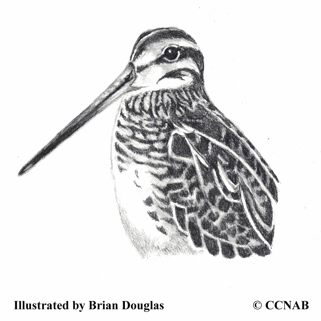 Wilson's Snipe, picture of snipes