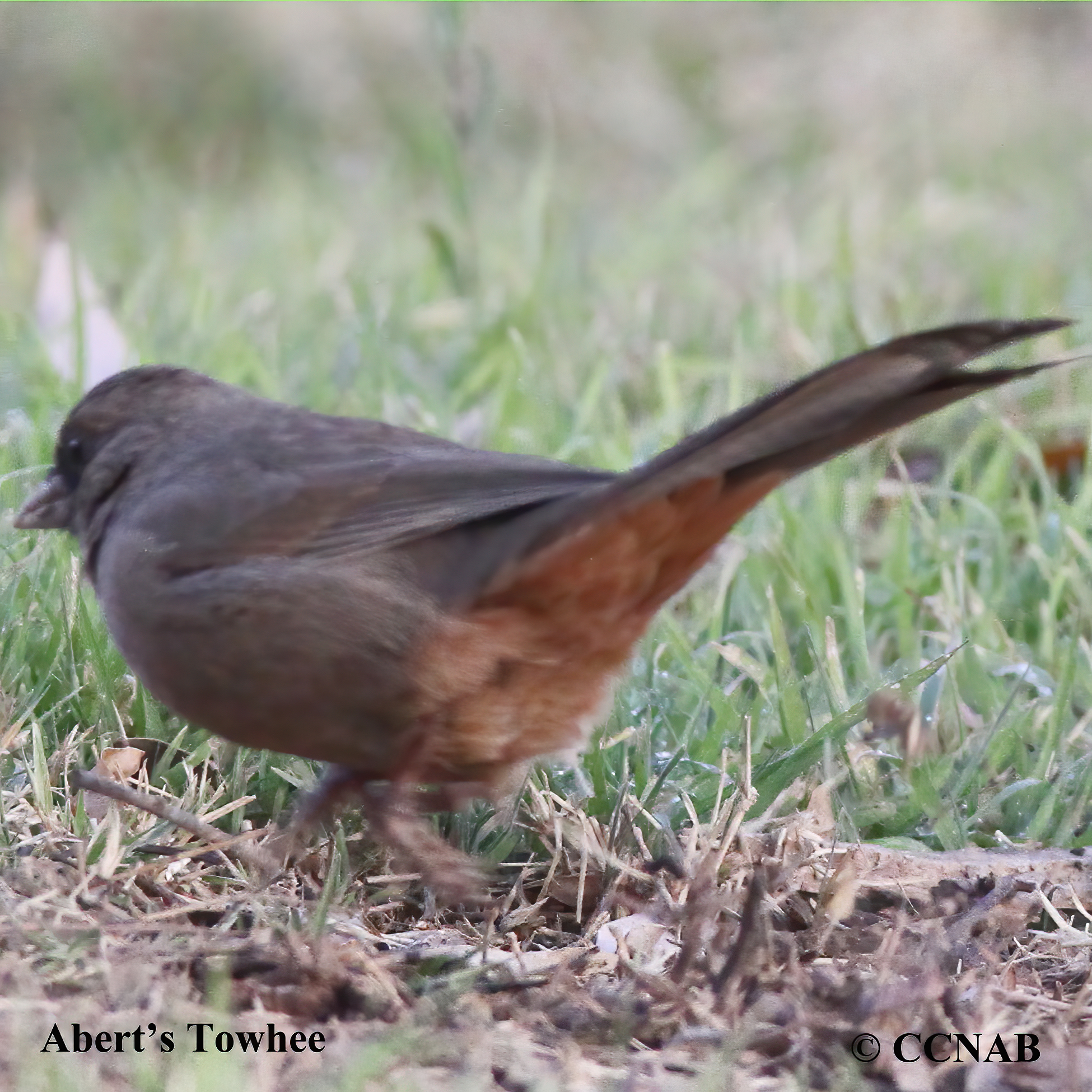 Abert's Towhee