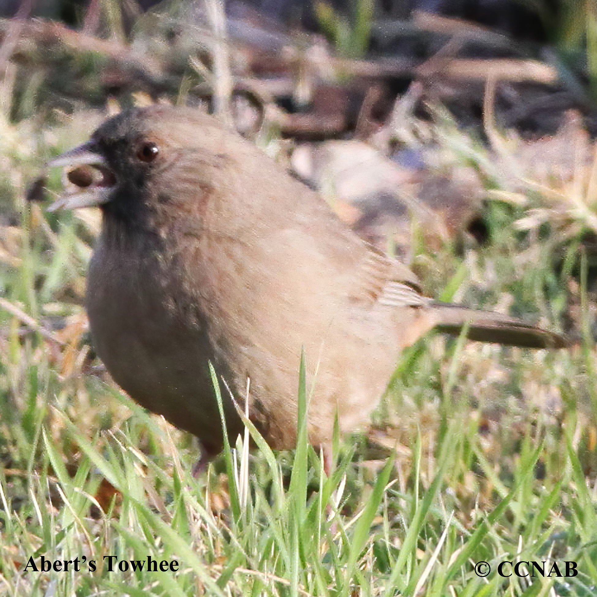 Abert's Towhee