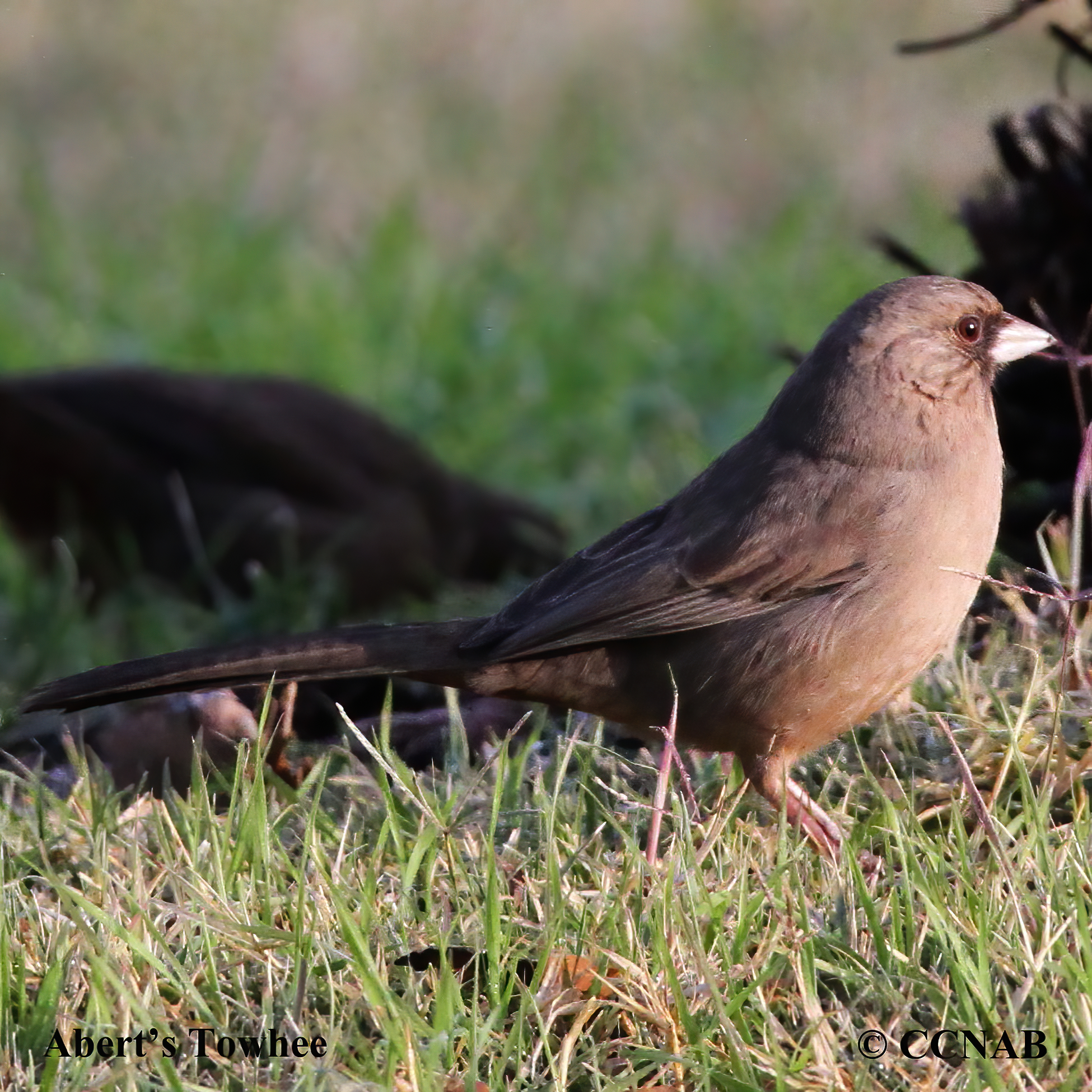 Abert's Towhee