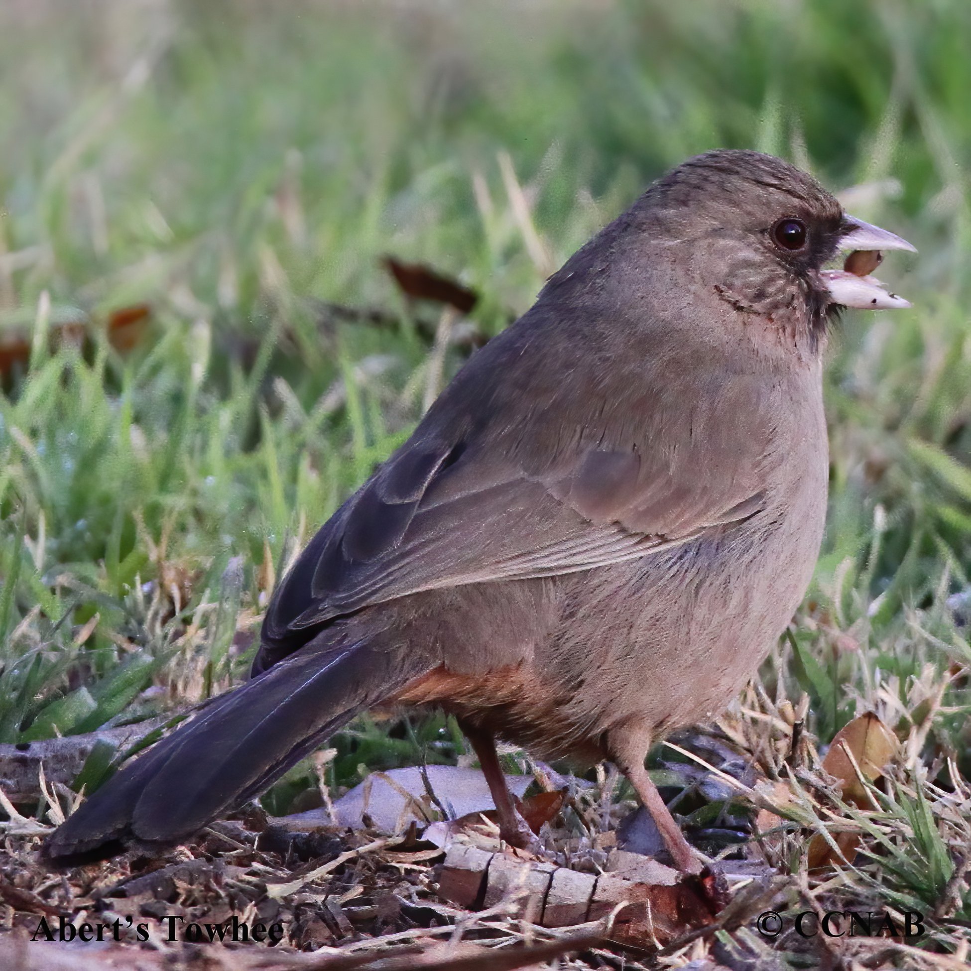 Abert's Towhee