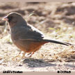 Abert's Towhee range map