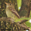 Acadian Flycatcher range map