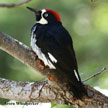 Acorn Woodpecker range map