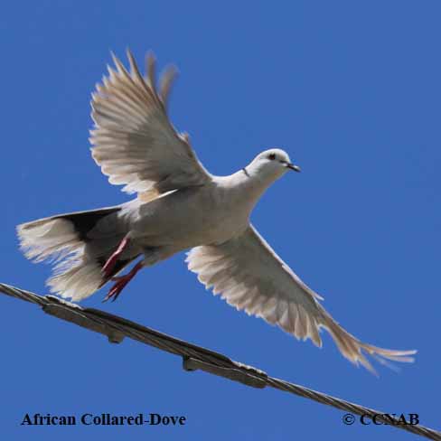 African Collared-Dove