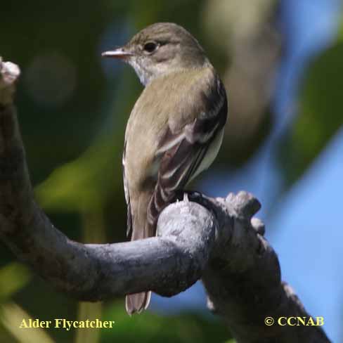 North American Flycatchers