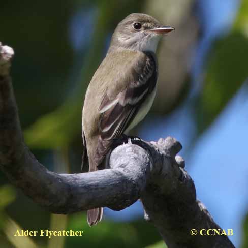 Alder Flycatcher range map
