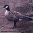 Aleutian Cackling Goose range map