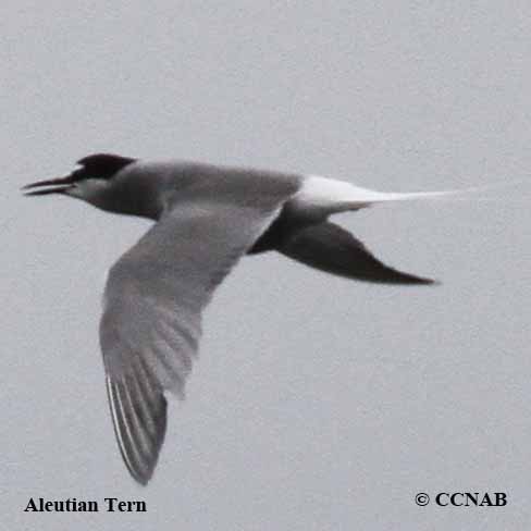 Aleutian Tern