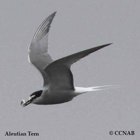 Birds of North America