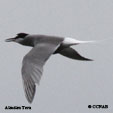 Aleutian Tern range map