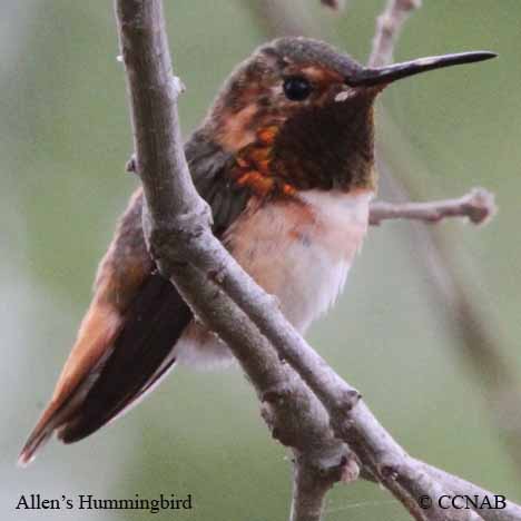 Birds of North America