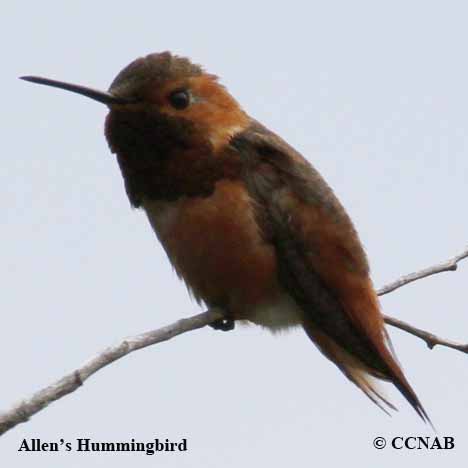 Birds of North America