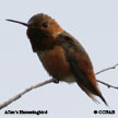 Allen's Hummingbird