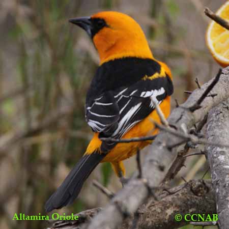 Altamira Oriole