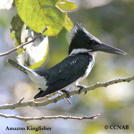 Amazon Kingfisher