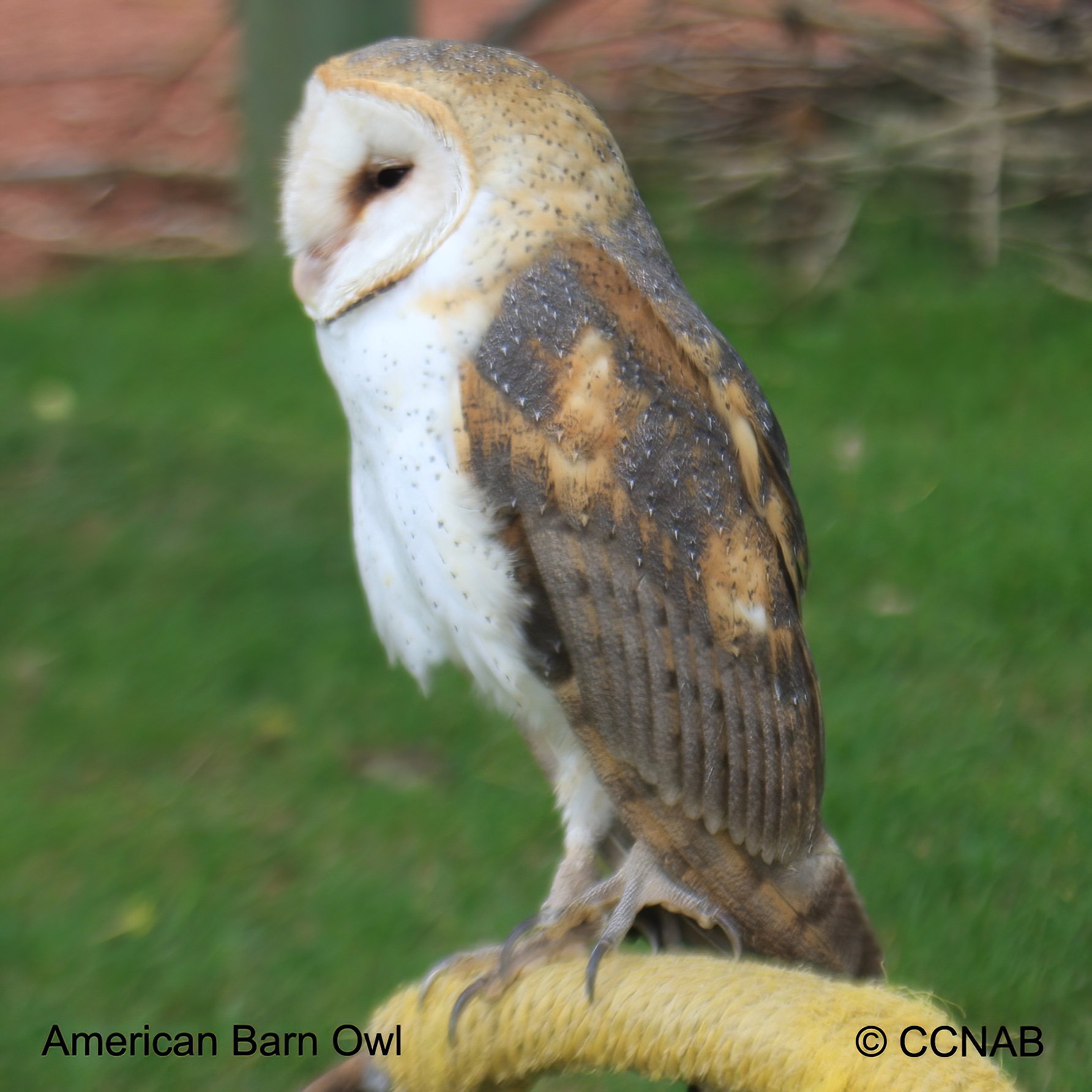 North American Owls