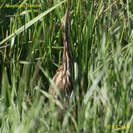 North American Birds
