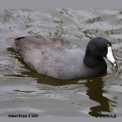 coots, picture of coots