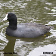 American Coot range map