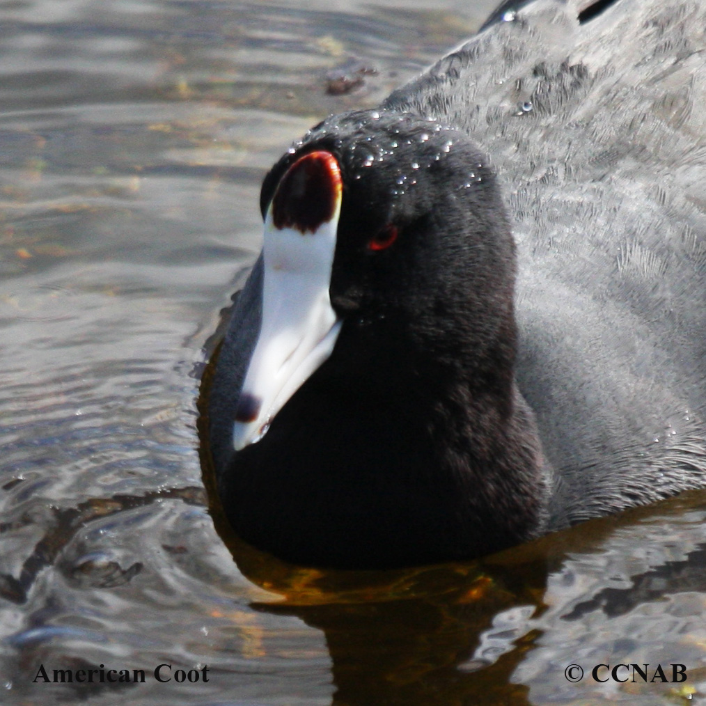 Coots Profile