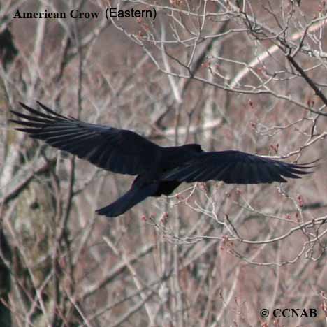 Birds of North America