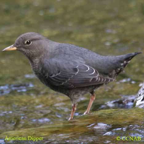 Birds of North America