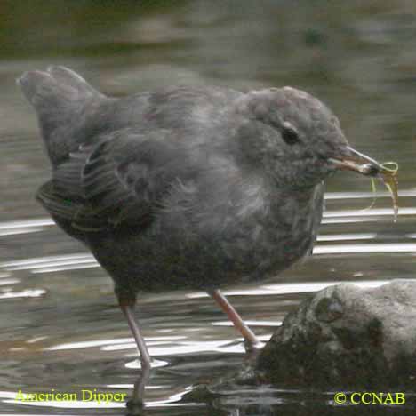 Birds of North America