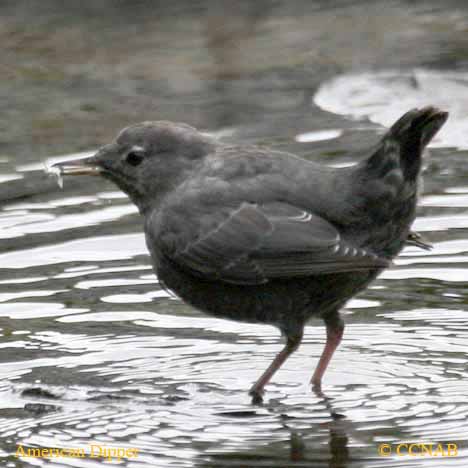 Birds of North America
