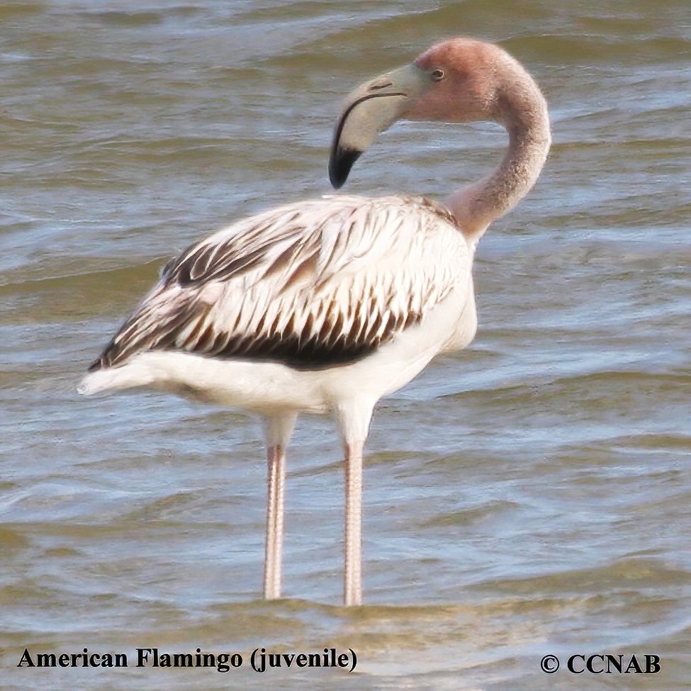 Birds of North America