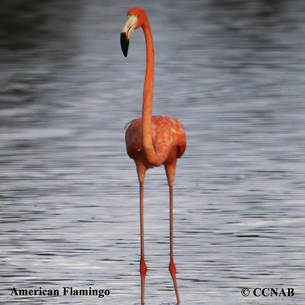Birds of North America