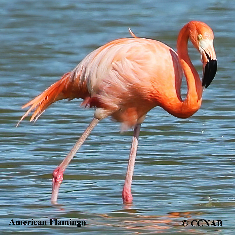 Birds of North America