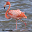 American Flamingo range map