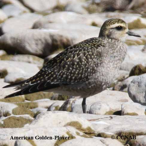 Birds of North America