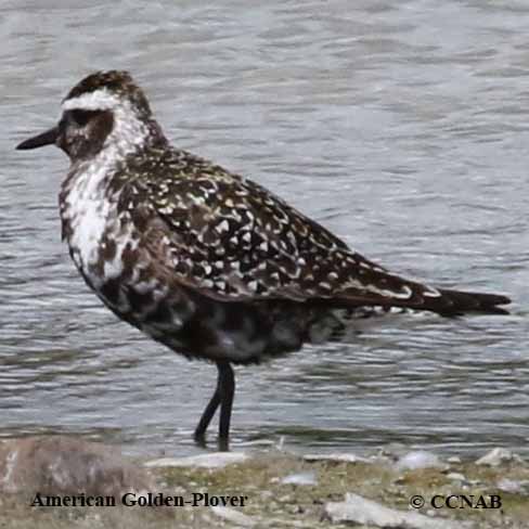 Birds of North America