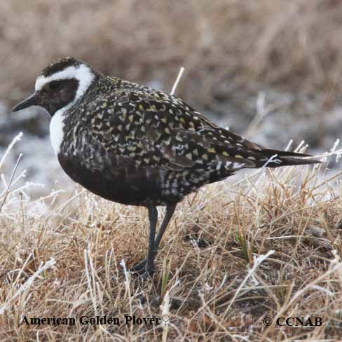 American Golden-Plover