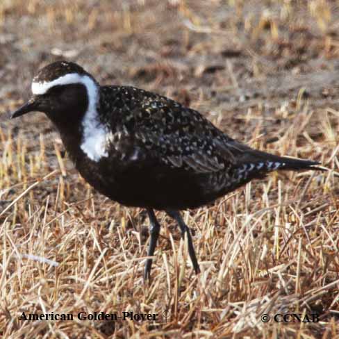 American Golden-Plover