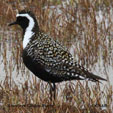 American Golden-Plover range map