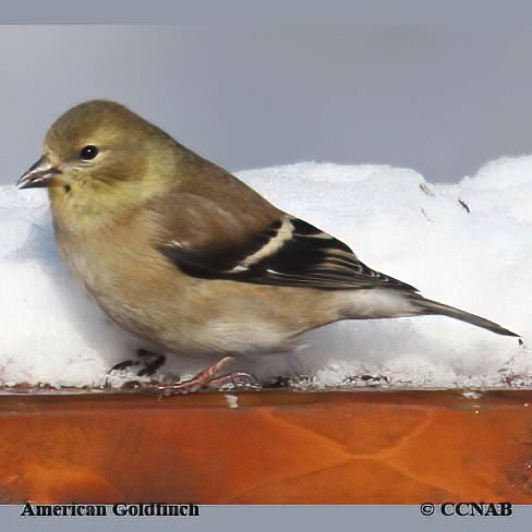 Birds of North America
