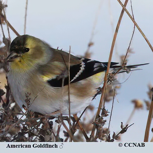 Birds of North America
